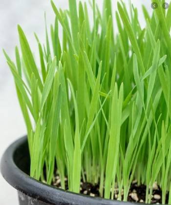 Cat Grass