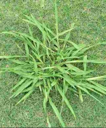 Paspalum